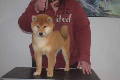 Étalon Shiba - Amon Rê le Tout Puissant De La Perle Des Quatre Ames