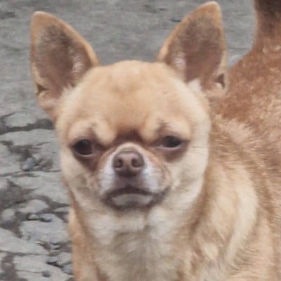 Étalon Chihuahua - Rosie Des Lutins Du Mont Blanc