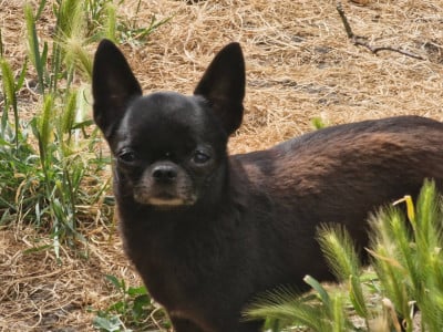 Étalon Chihuahua - Topaze l impériale des parfums d'ambre