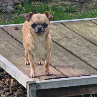 Étalon Chihuahua - My Little Totem Richesse