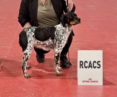 Étalon Epagneul Breton - Vick Du Domaine Des Vicogne