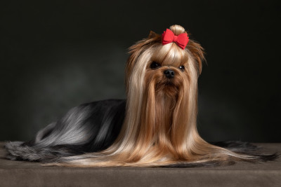 Étalon Yorkshire Terrier - CH. castel d'argent Now I AmThe Best Batman