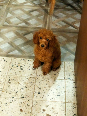 Étalon Caniche - ANOUCHKA Zadatis