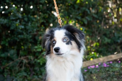 violette du Domaine de Milk