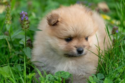 Una Glouby Boule Girl du Domaine du Prieuré de Cayac Du Domaine Du Prieure De Cayac