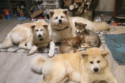 Étalon Shiba - Aiden Templo Amatsu Kami (Sans Affixe)