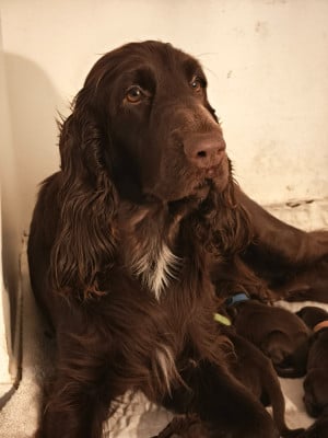 CH. longbourn Vassa Firebird