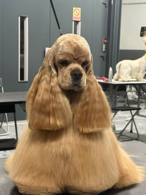 Étalon American Cocker Spaniel - CH. delonji grand Challenger