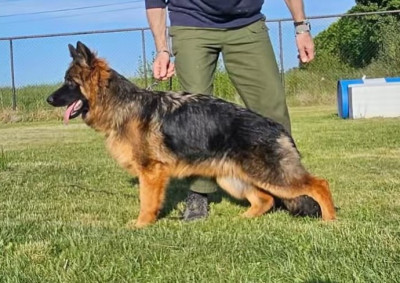 Étalon Berger Allemand Poil Long - Vick des Princes de Sarvar