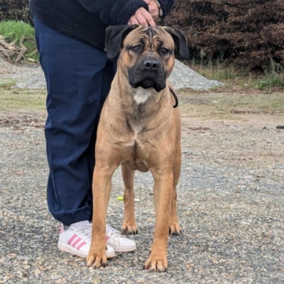 Una bella storia per rdlr aka Fauvette Des Guerriers Du Fenua