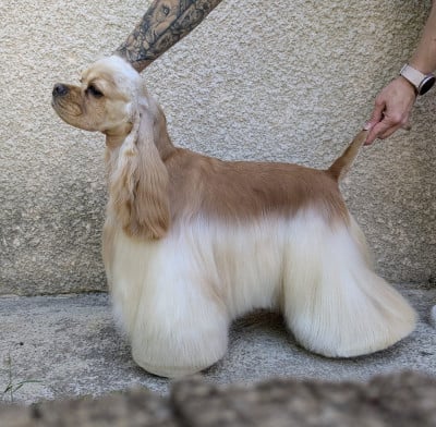 Étalon American Cocker Spaniel - CH. Juli style Dainty flower