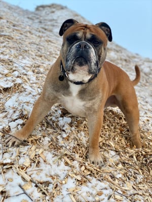 Étalon Bulldog continental - CH. colorbulls No Matter( aka Kuddel)