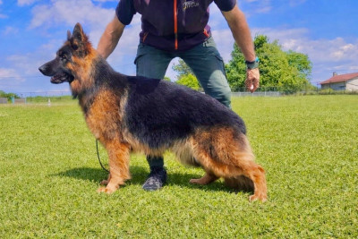 Étalon Berger Allemand Poil Long - Virgule des Princes de Sarvar