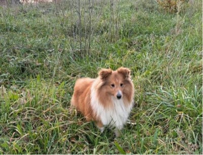 Étalon Shetland Sheepdog - Vanora Jone's VOLTAIRE