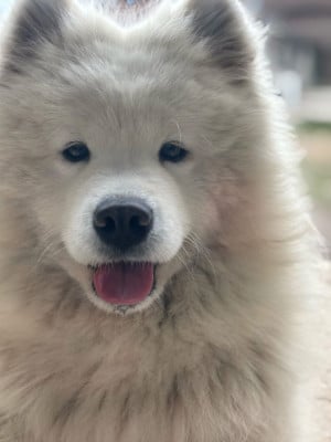 Étalon Samoyède - crystal snowflake Gemstone Goya