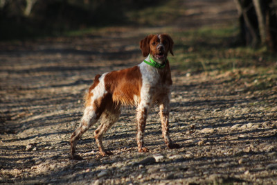 Étalon Epagneul Breton - Apy Des Sous Bois De L'Alisier