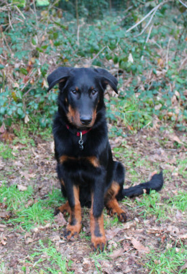 Étalon Berger de Beauce - Addock Des Landes De Kerlys