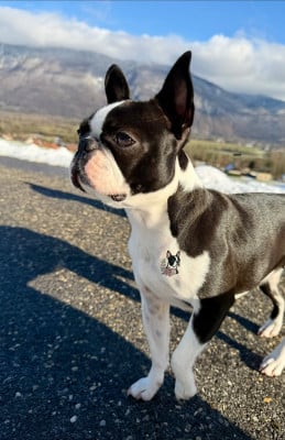 Étalon Boston Terrier - VAÏA Daryens