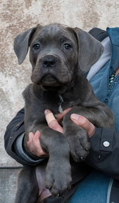 Étalon Cane Corso - Ava Du Monastère Des Capucins