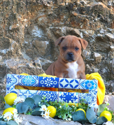 Étalon Staffordshire Bull Terrier - Ace of Hearts Of Red Diamond's