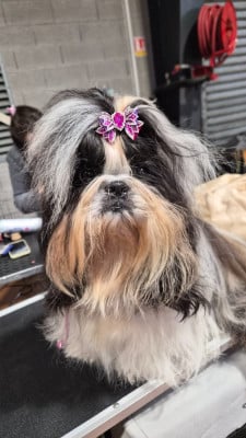 Étalon Shih Tzu - Ughette De hillsbury