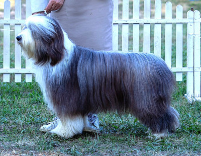 Étalon Bearded Collie - CH. Valentine A Girl In The Wind de la Tour Mélusine