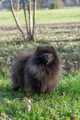 Étalon Spitz allemand - Turlututu du domaine de Banniere