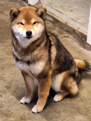 Étalon Shiba - Gion Corner Arizona Dream