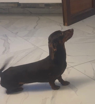 Étalon Teckel poil ras - Victoria Le Royaume Des Minus Enchante