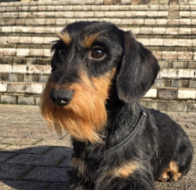 Étalon Teckel poil dur - Virago Des Chasseurs Du Temps