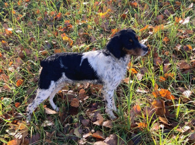 Étalon Epagneul Breton - A'Wooki du moulin de Leuville