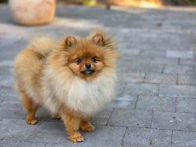 Étalon Spitz allemand - Xtravaguante Diana limitless pom's passion