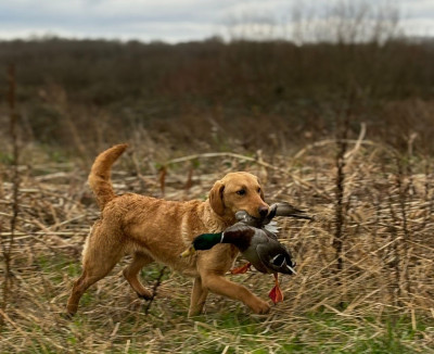 Étalon Labrador Retriever - Sologne Hunters's Unique