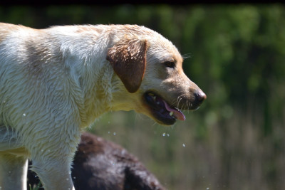 Étalon Labrador Retriever - Unity Du prieur de la roche