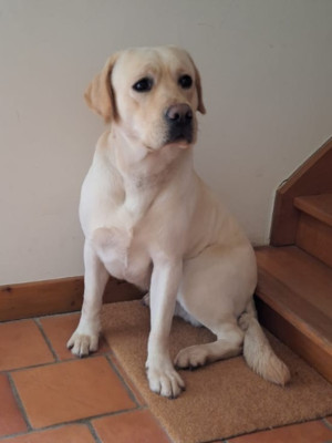 Étalon Labrador Retriever - Volnay De la croix d'albatre