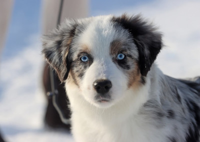 Étalon Berger Américain Miniature - Bryce Quinlan anrus house