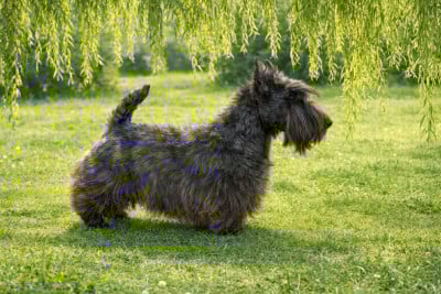 image de Victory at sea