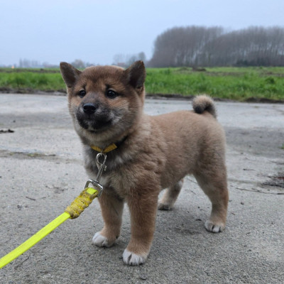 Étalon Shiba - Vyoko Ai No Kisu De La Vallée Des Loges