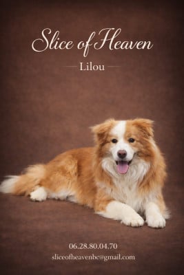 Étalon Border Collie - Slice Of Heaven A Red Girl