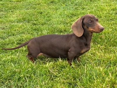 Étalon Teckel poil ras - Volga de la Vallée Secrète d'Isis