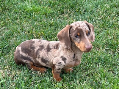 Étalon Teckel poil ras - Valentino (Sans Affixe)