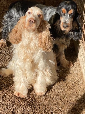 Étalon Cocker Spaniel Anglais - Papouille du moulin de madjurie