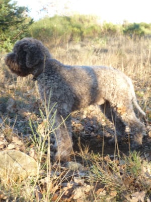 Étalon Lagotto Romagnolo - uccello du tambour battant