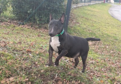 Étalon Bull Terrier Miniature - hell's line Una pequena