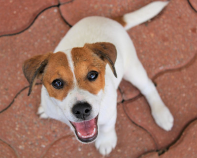 Étalon Jack Russell Terrier - VANINA Du normont