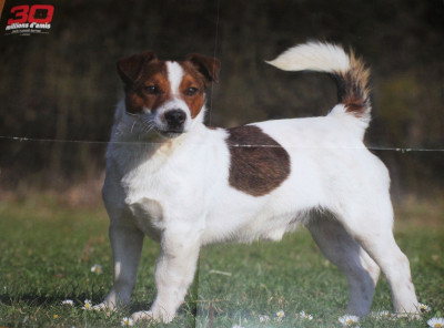 Étalon Jack Russell Terrier - Space-NORMONT, dit SAMO Du normont