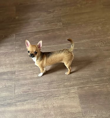 Étalon Chihuahua - after the sunset Urban the jungle PC