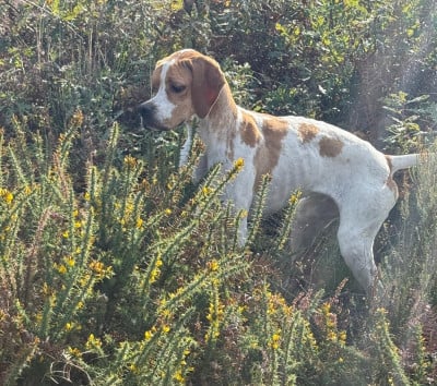 Étalon Pointer - venus de la pineda vella