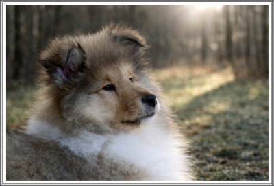 Étalon Colley à poil long - As des As du bois des amazones