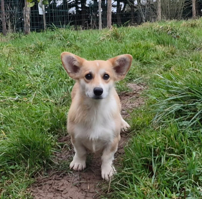 Étalon Welsh Corgi Pembroke - VENUS de Paline